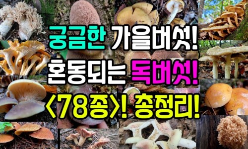 紫荆皮治什么病最好-中药紫苏的功效与主治作用、紫荆皮治什么病最好 -中药紫荆皮功效与作用网
